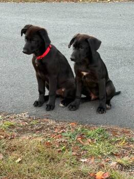 Rescue Labrador Retriever and German Shepherd Dog Dogs for Adoption in Concord, North Carolina - Maverick | PetCurious