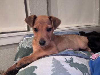Whyatt -  Australian Cattle Dog Blue Heeler and Labrador Retriever Dog for Adoption in Fort Lupton, Colorado - Whyatt | PetCurious