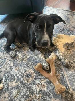 Pablo -  Terrier Dog for Adoption in Waterloo, Iowa - Pablo | PetCurious