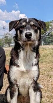 Gracie Mae -  Border Collie and Australian Shepherd Dog for Adoption in Seguin, Texas - Gracie Mae | PetCurious
