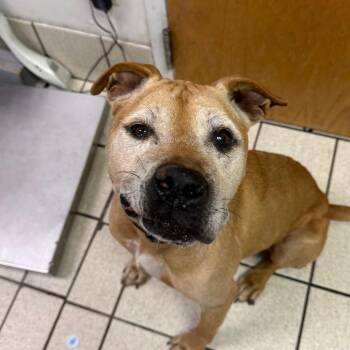 Shelby -  Mixed Breed Dog for Adoption in Charleston, West Virginia - Shelby | PetCurious