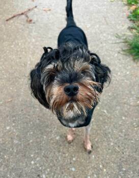 Pumpkin -  Terrier Dog for Adoption in Brunswick, Ohio - Pumpkin | PetCurious