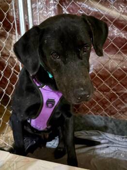 Finn -  Labrador Retriever Dog for Adoption in Livonia, Michigan - Finn | PetCurious