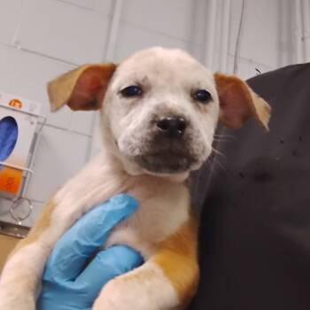 Mixed Breed Dogs Available for Adoption - JoJo | PetCurious