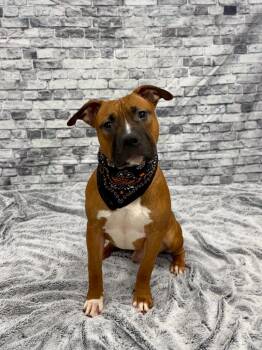 American Bulldog and Mixed Breed Dogs Available for Adoption in Muskegon, Michigan - Rooney | PetCurious