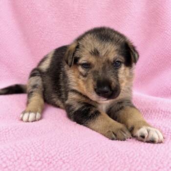Bambi -  German Shepherd Dog and Mixed Breed Dog for Adoption in St. Peters, Missouri - Bambi | PetCurious