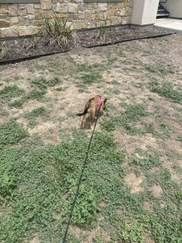 ALIYA -  Chihuahua Dog for Adoption in San Antonio, Texas - ALIYA | PetCurious