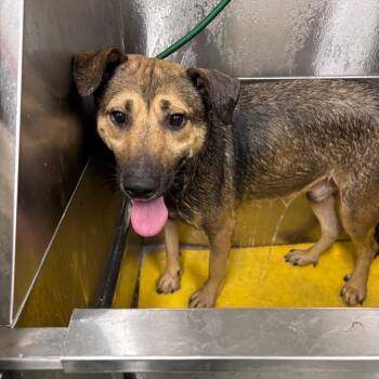 Porky -  Shepherd and Mixed Breed Dog for Adoption in Galax, Virginia - Porky | PetCurious