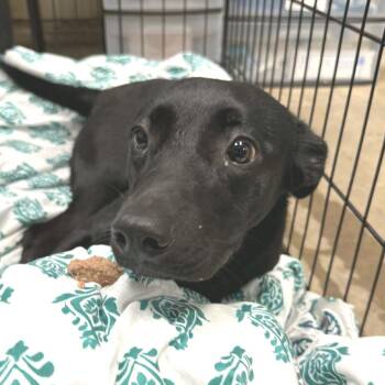Adeline (Olive-Bella) -  Labrador Retriever Dog for Adoption in Little Rock, Arkansas - Adeline (Olive-Bella) | PetCurious