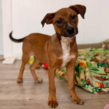 Shepherd and Mixed Breed Dogs Available for Adoption in Green Bay, Wisconsin - Fortune | PetCurious