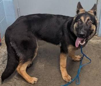 Lady Liberty -  German Shepherd Dog Dog for Adoption in Evansville, Indiana - Lady Liberty | PetCurious