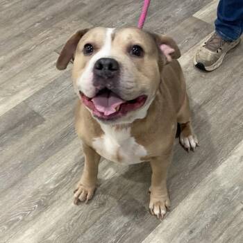 Jeeves (L-20-25 Resputia) -  Pit Bull Terrier and Mixed Breed Dog for Adoption in Watertown, New York - Jeeves (L-20-25 Resputia) | PetCurious