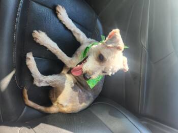 Rescue Yorkie Poo Dogs for Adoption in Springtown, Texas - Ratunzel | PetCurious