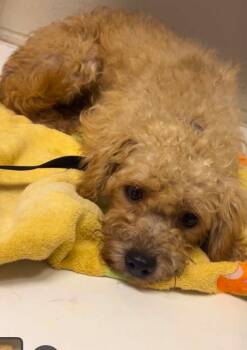 Gregory -  Poodle Dog for Adoption in Albany, Georgia - Gregory | PetCurious
