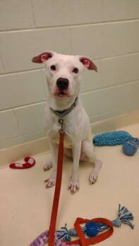 Staffordshire Bull Terrier and Labrador Retriever Dogs Available for Adoption - Hank | PetCurious