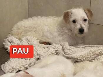 Rescue Poodle Dogs for Adoption in Cupertino, California - PAU 5 Months 8 Lbs | PetCurious