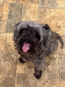 Candie -  Miniature Poodle Dog for Adoption in Geneseo, Illinois - Candie | PetCurious