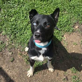 Siberian Husky Dogs Available for Adoption in Martinsville, Indiana - Blackjack | PetCurious