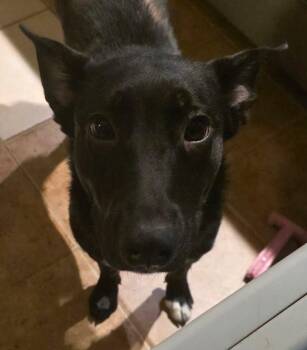Nova -  Australian Cattle Dog Blue Heeler and Mixed Breed Dog for Adoption in Columbia, Illinois - Nova | PetCurious
