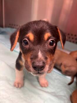 Ace -  Chihuahua Dog for Adoption in Morgantown, Kentucky - Ace | PetCurious