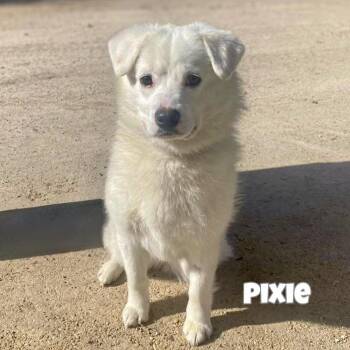 American Eskimo Dog Dogs Available for Adoption in Sandy Hook, Manitoba - Pixie | PetCurious