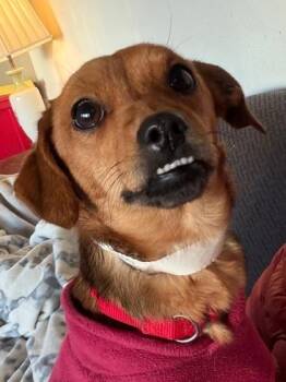 Feist and Mixed Breed Dogs Available for Adoption - Molly | PetCurious