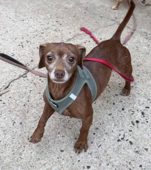 Marty -  Dachshund Dog for Adoption in Kings Mountain, North Carolina - Marty | PetCurious