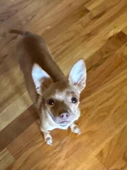 KATIE -  Chihuahua Dog for Adoption in Fosters, Alabama - KATIE | PetCurious