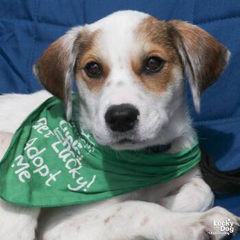 Australian Cattle Dog Blue Heeler and Shepherd Dogs Available for Adoption in Washington, District Of Columbia - Sky | PetCurious