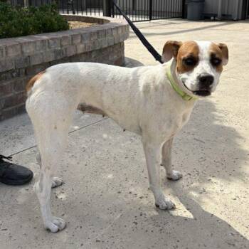 Boxer and Mixed Breed Dogs Available for Adoption in Lathrop, California - Maple | PetCurious