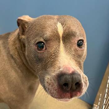 Coolie -  American Staffordshire Terrier Dog for Adoption in Lynchburg, Virginia - Coolie | PetCurious