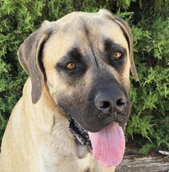Kissable Mr Kronos - SWEET English Mastiff PUP -  Mastiff Dog for Adoption in North Valley, New Mexico - Kissable Mr Kronos - SWEET English Mastiff PUP | PetCurious