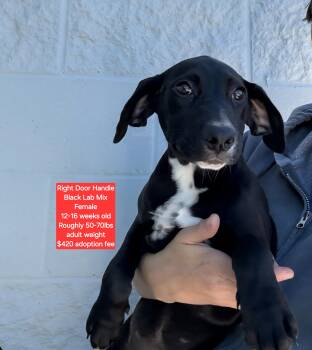 Rescue Black Labrador Retriever Dogs for Adoption in Oviedo, Florida - Right Door Handle | PetCurious