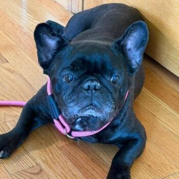 Lotus D12585 -  American Bulldog and French Bulldog Dog for Adoption - Lotus D12585 | PetCurious