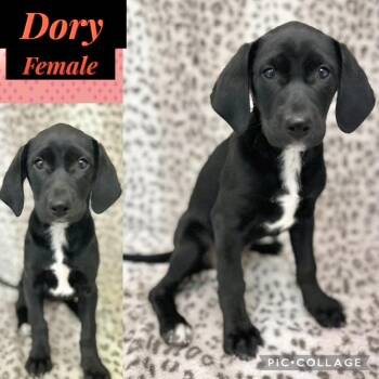 Hound Dogs Available for Adoption - Dory | PetCurious