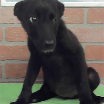 A2086759 -  German Shepherd Dog and Mixed Breed Dog for Adoption in Houston, Texas - A2086759 | PetCurious