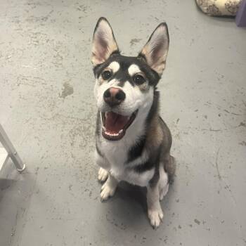 Husky Dogs Available for Adoption - Cookie | PetCurious
