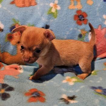 Rescue Chihuahua Dogs for Adoption in Normal, Illinois - Thumper | PetCurious