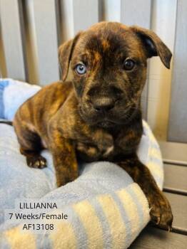 Pit Bull Terrier Dogs Available for Adoption - Lillianna | PetCurious