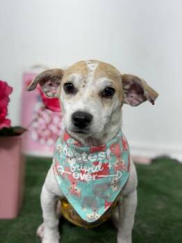 Quasimodo-One of our Amazing Rescue Dogs -  Jack Russell Terrier and Dachshund Dog for Adoption in Carlsbad, California - Quasimodo-One Of Our Amazing Rescue Dogs | PetCurious