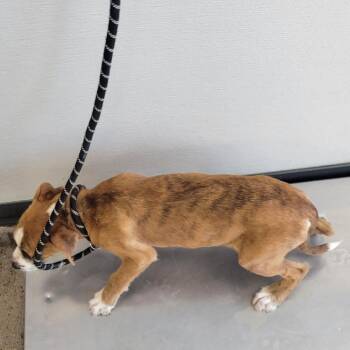 Mixed Breed Dogs Available for Adoption in Las Cruces, New Mexico - Tigger | PetCurious