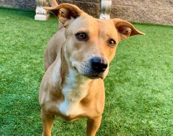 SAVE ME PLEASE Dottie - IDA553890 -  Dachshund Dog for Adoption in San Marcos, California - SAVE ME PLEASE Dottie - IDA553890 | PetCurious