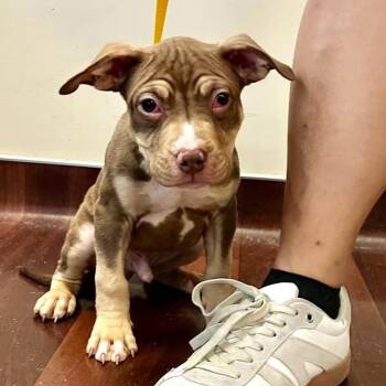 Ghost ~ Coming Soon!!! -  Pit Bull Terrier Dog for Adoption in Chicago, Illinois - Ghost ~ Coming Soon!!! | PetCurious