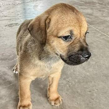 Beagle and Labrador Retriever Dogs Available for Adoption in Rollingwood, Texas - Francesca Bridgerton | PetCurious