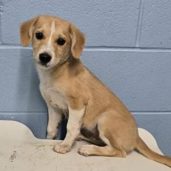 Relish -  Mixed Breed Dog for Adoption in New York, New York - Relish | PetCurious