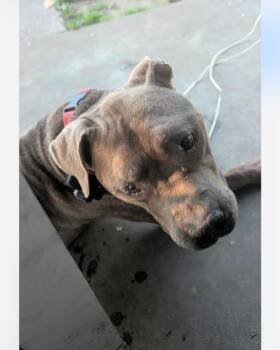 Sampson -  Pit Bull Terrier Dog for Adoption in Murray, Kentucky - Sampson | PetCurious