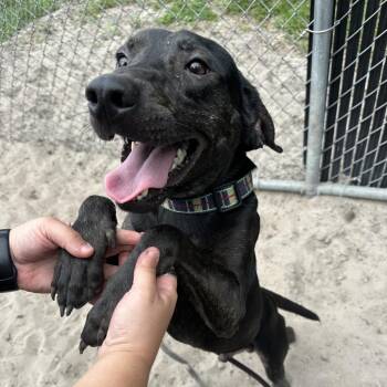 Jager -  Mixed Breed Dog for Adoption in Gainesville, Florida - Jager | PetCurious