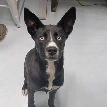 Rhianna -  Mixed Breed and Border Collie Dog for Adoption in Springtown, Texas - Rhianna | PetCurious
