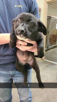 Labrador Retriever Dogs Available for Adoption in Swainsboro, Georgia - Cyrus | PetCurious