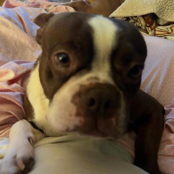 Tootsie -  Boston Terrier Dog Available for Adoption in Little Rock, Arkansas - Tootsie | PetCurious